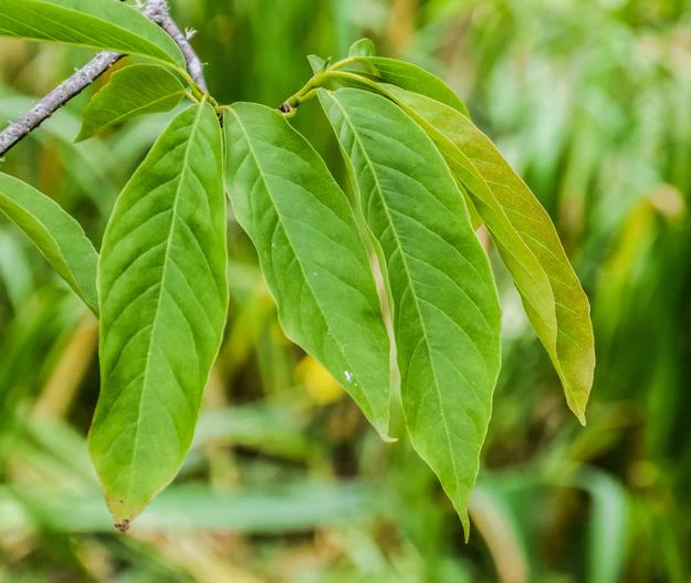 Magnolia biondii image