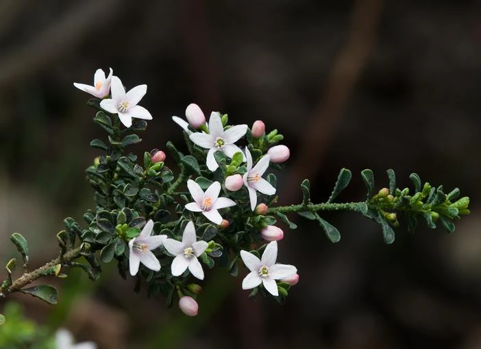 Philotheca verrucosa image