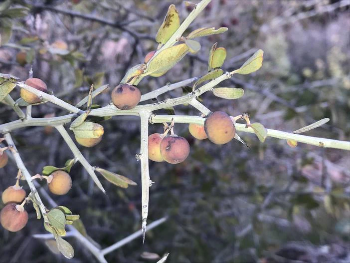 Sarcomphalus obtusifolius var. canescens image