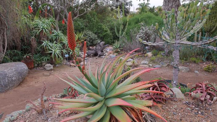 Aloe speciosa image