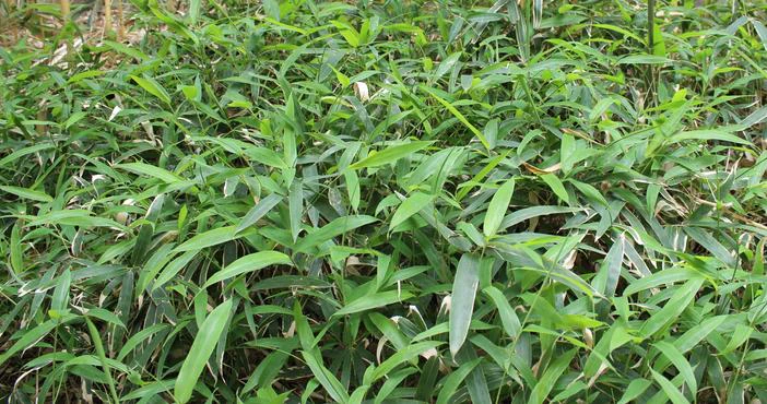 Sasaella ramosa image