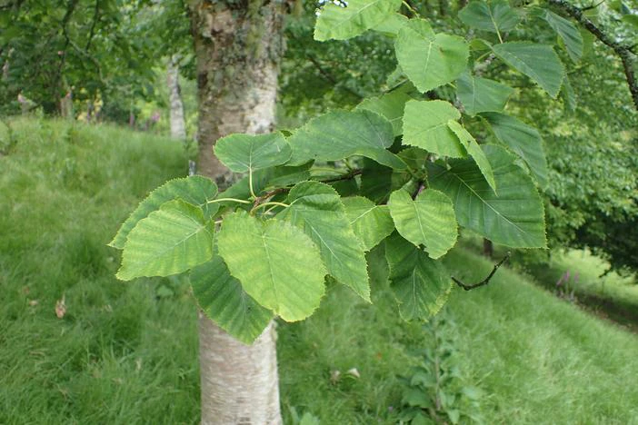 Betula maximowicziana image
