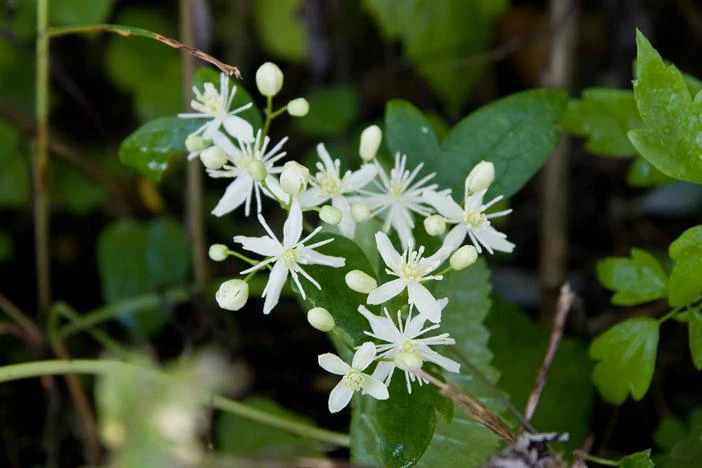 Clematis apiifolia image