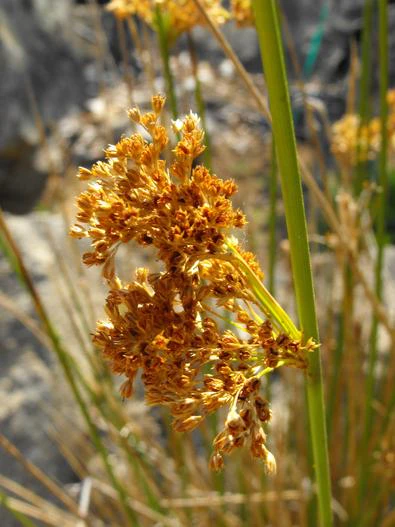 Juncus effusus subsp. pacificus image