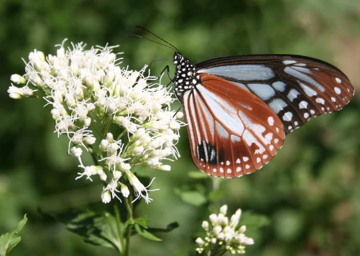 Eupatorium fortunei image