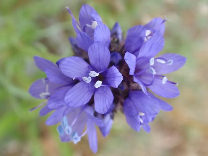 Gilia capitata subsp. chamissonis image