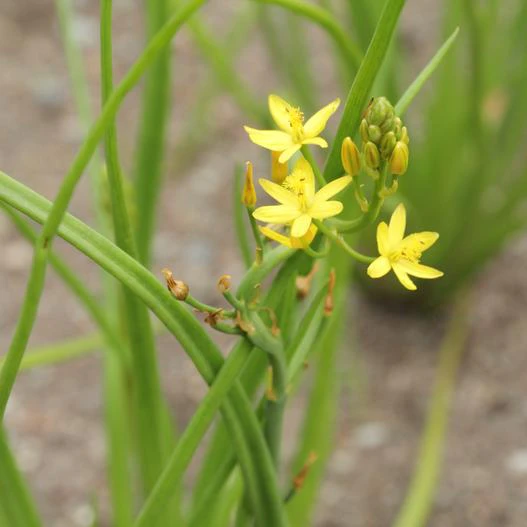 Bulbine semibarbata image