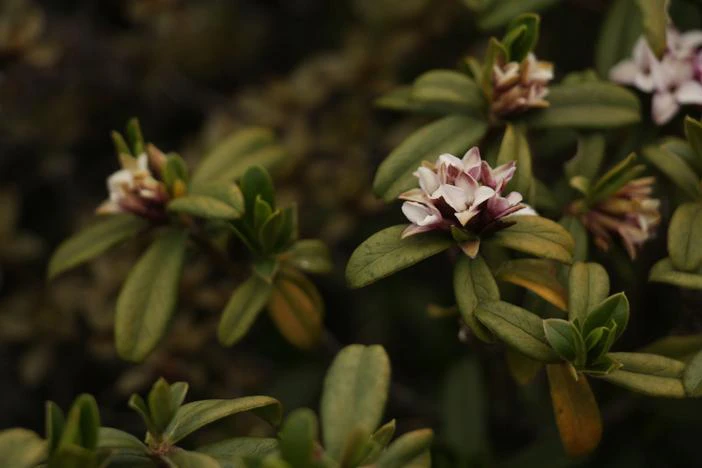 Daphne retusa image