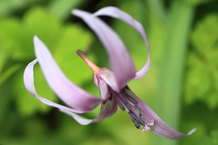 Erythronium japonicum image