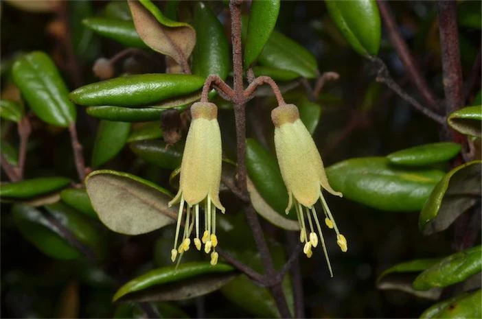 Correa lawrenceana image