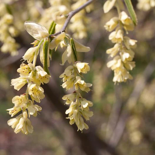 Corylopsis glabrescens image