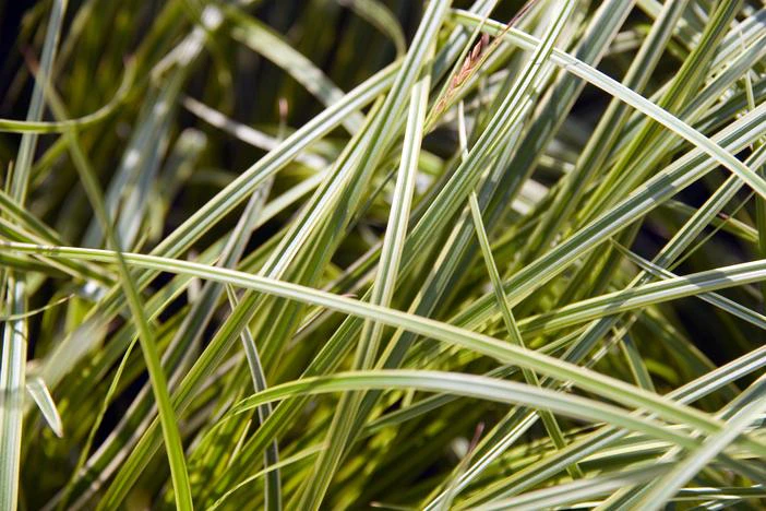 Carex dolichostachya image