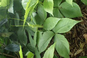 Pinellia tripartita image