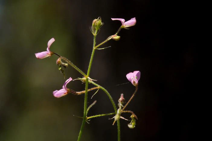 Desmodium rosei image