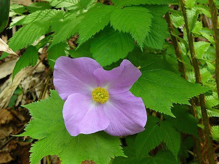 Glaucidium palmatum image