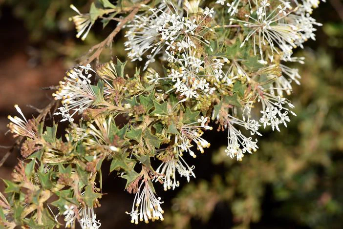 Grevillea vestita image