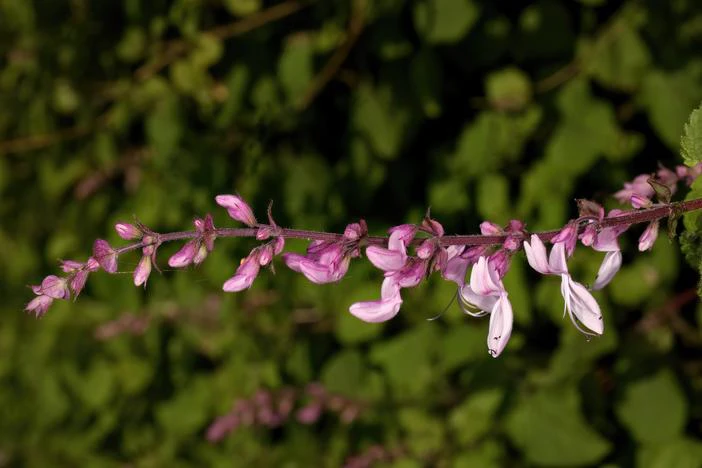 Ocimum labiatum image