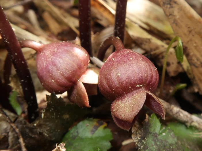 Asarum heterotropoides image