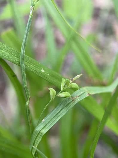 Carex gracilescens image