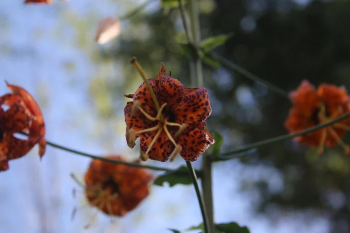 Lilium humboldtii subsp. ocellatum image