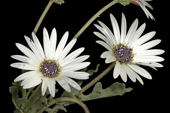 Arctotis venusta image