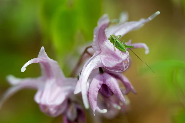 Epimedium grandiflorum image