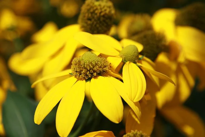 Rudbeckia nitida image