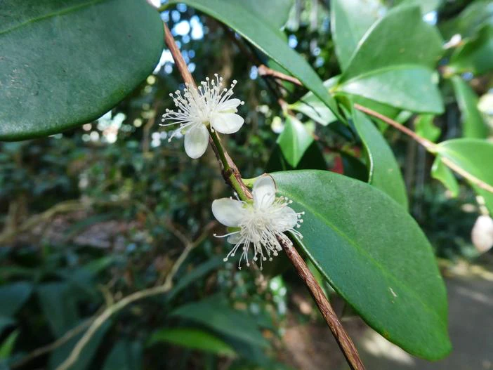 Eugenia reinwardtiana image