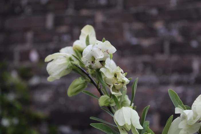 Asimina longifolia image