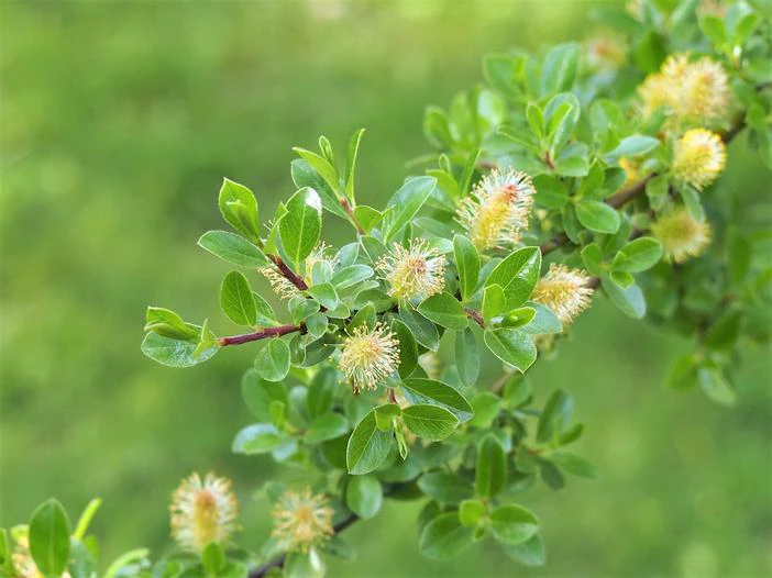 Salix arbuscula image
