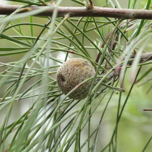 Isopogon dawsonii image