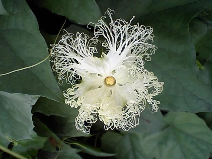 Trichosanthes kirilowii var. japonica image