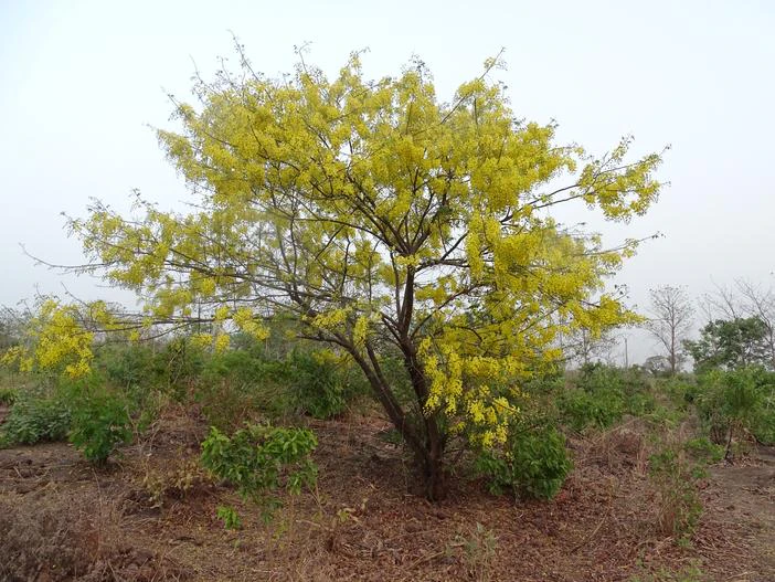 Cassia sieberiana image