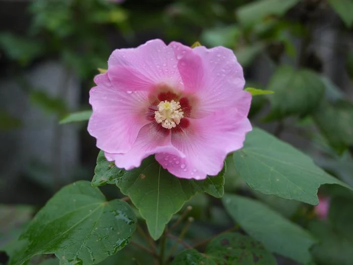 Hibiscus mutabilis image