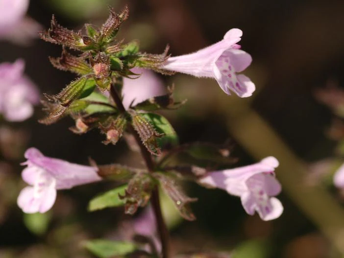 Clinopodium nepeta image
