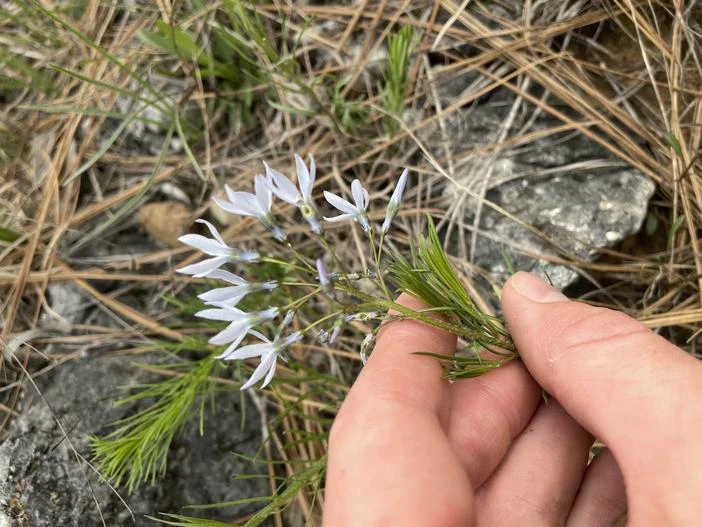 Amsonia ciliata var. filifolia image