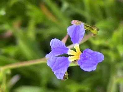 Dampiera trigona image