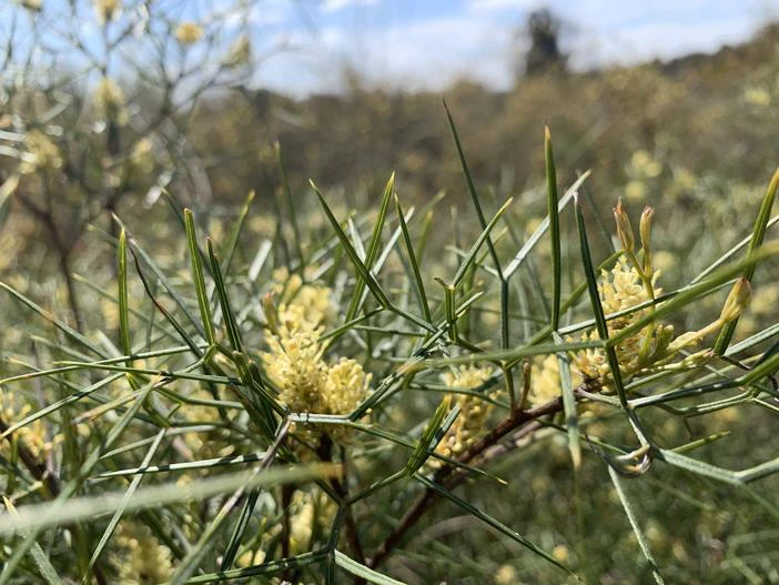 Grevillea triternata image
