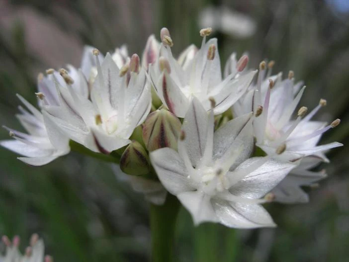 Allium haematochiton image