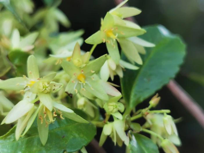 Aphanopetalum resinosum image