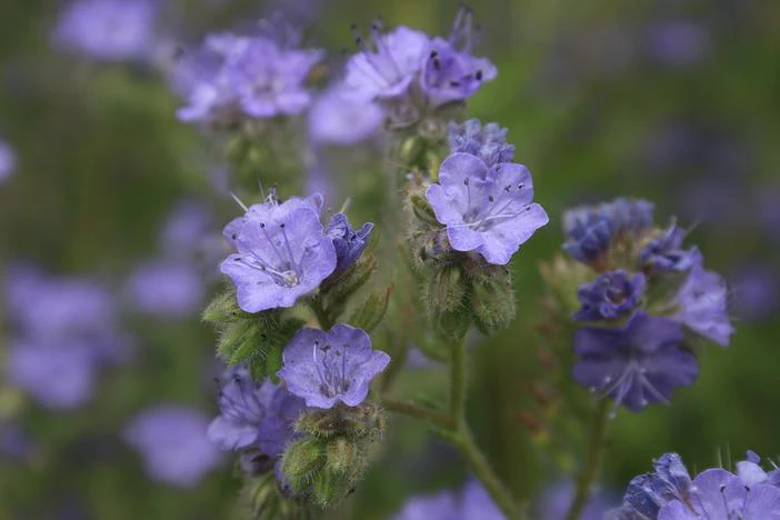 Phacelia ramosissima image