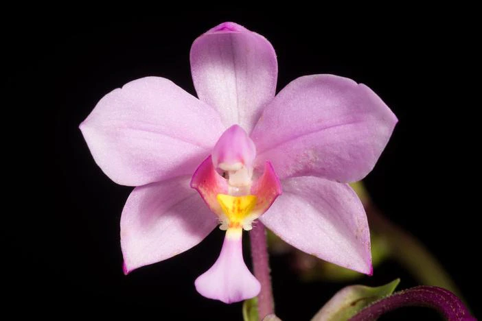 Calanthe puberula image