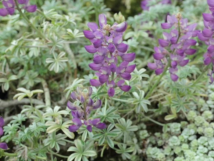 Lupinus albifrons var. collinus image