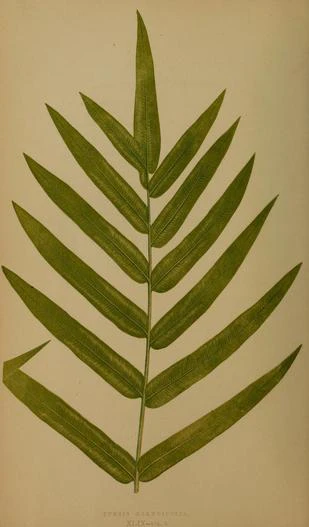 Pteris grandifolia image