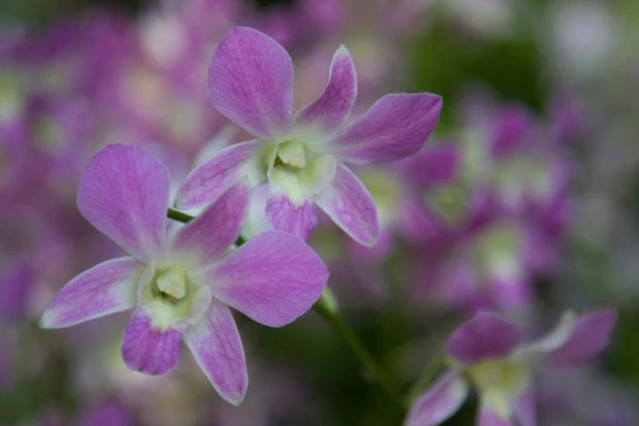 Cratoxylum formosum image