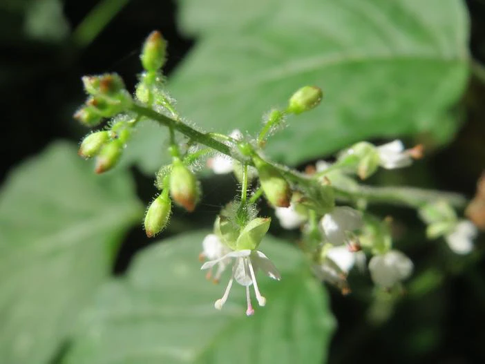 Circaea lutetiana image