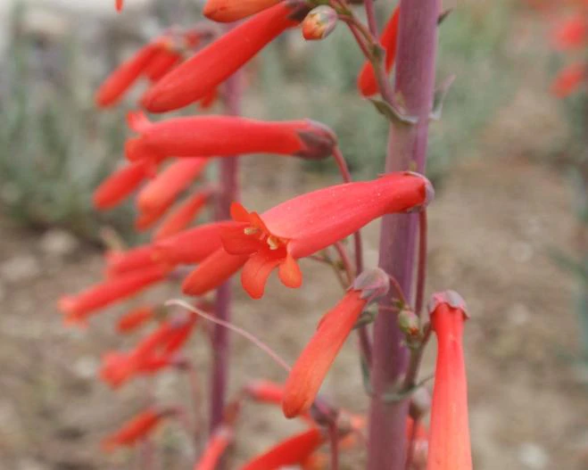 Penstemon centranthifolius image