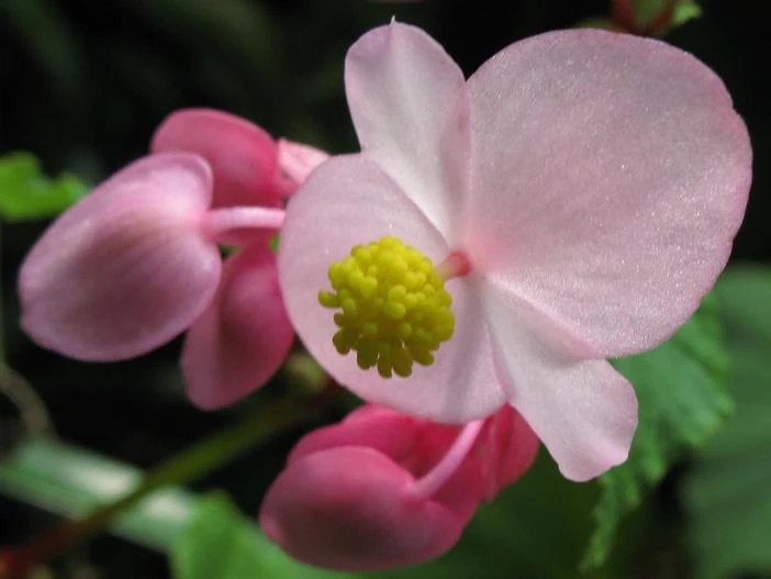 Begonia grandis image