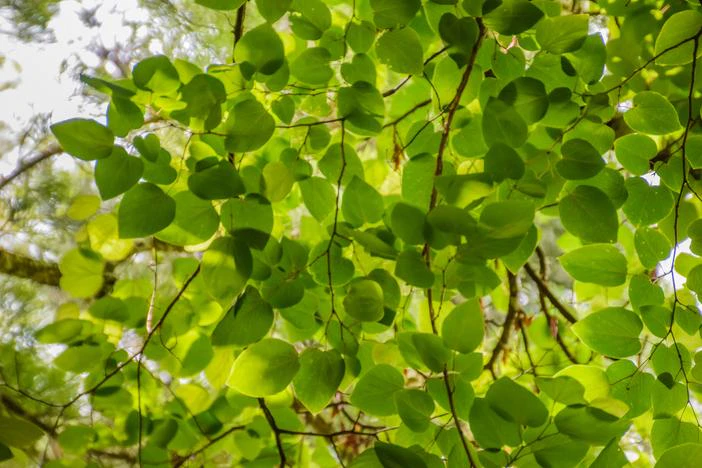 Cercis racemosa image