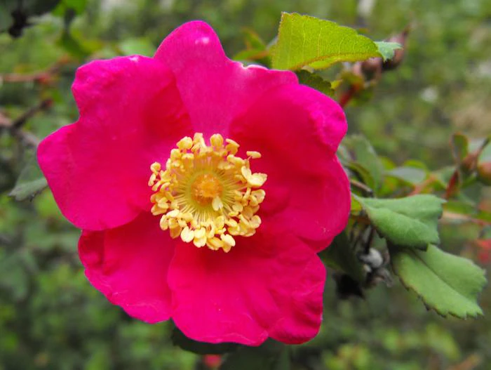 Rosa pinetorum image